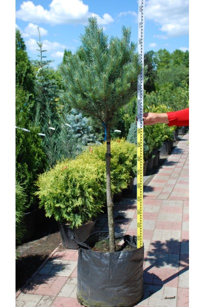 Сосна Ватерері на штамбі з блакитною хвоєю